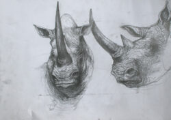 Bleistift auf Papier;
A2 Studien im Zoologischen Institut