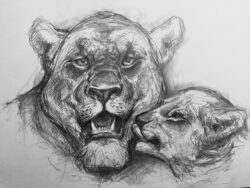 Bleistift auf Papier;
A2 Löwenmutter